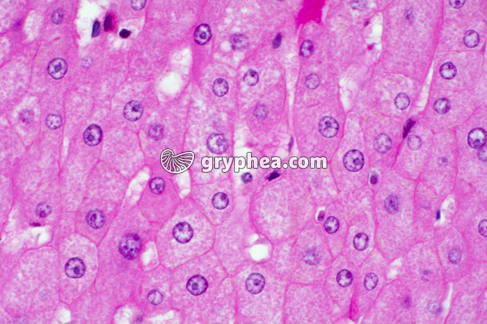 Foie et cellules hépatiques x200 - gryphea.org